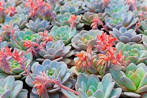 Image result for Succulent Leaf Rose