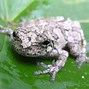 Image result for White Flower Frog