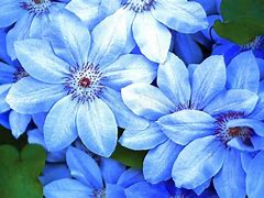 Image result for Natural Blue Flowers