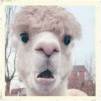 Image result for Ugly Alpaca