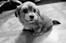 Image result for Yap Dog GIF