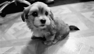 Image result for Yappy Dog GIF