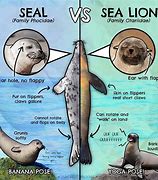 Image result for Sea Lion vs Seal