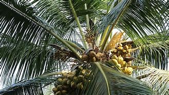 Image result for Coconut Cultivation