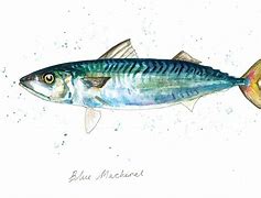 Image result for Bullseye Mackerel