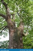 Image result for Camphor Tree Images