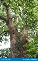 Image result for Camphor Tree Symbol