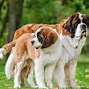 Image result for Giant St. Bernard Dogs