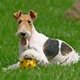 Image result for Baby Fox Terrier