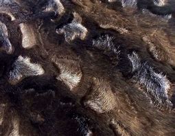 Image result for Faux Fur Cow Fabric