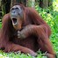 Image result for Hilarious Monkey Pictures