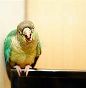 Image result for Conure Bird Pic