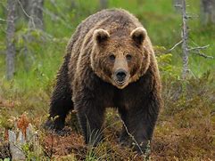 Image result for Animal Morph Bear