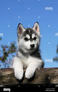 Image result for Black and White Husky Dog