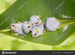 Image result for Ectophylla Alba