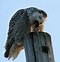 Image result for Dormouse Teeth in Owl Pellets