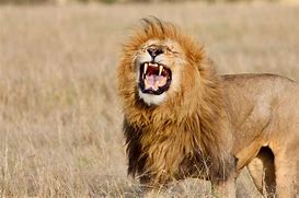 Image result for Lion Raors