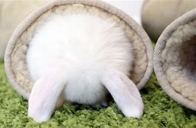 Image result for Baby Girl Fluffy Bunnies