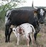 Image result for Nguni Velle