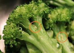 Image result for Broccoli Worms