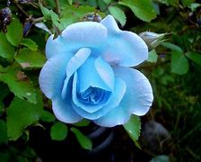 Image result for Natural Blue Flowers