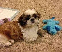 Image result for 12 Week Old Shih Tzu