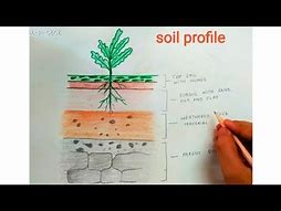 Image result for Typical Soil Profile