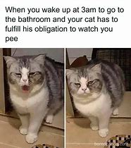 Image result for Cat Memes Funny Clean Work