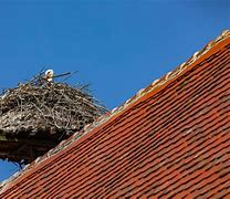 Image result for Animal in Roof Garden