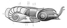 Image result for Spirula Cephalopod