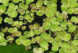 Image result for Greater Duckweed