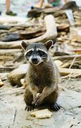 Image result for Wild Raccoon