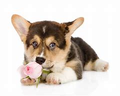 Image result for Sad Corgi