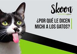 Image result for Michi Gato