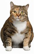 Image result for Fat Cats Place