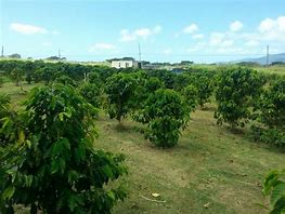 Image result for Tim Valentine Coffee Farm Hawaii