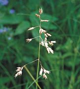 Image result for Sweetgrass Plant Care