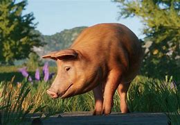 Image result for Tamworth Pig Meat