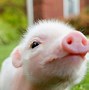 Image result for Pig Nose Toy