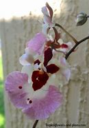 Image result for Oncidium Orchid Plant