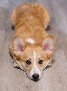 Image result for Adorable Baby Corgi