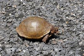 Image result for Three Toed Box Turtle Growth Chart