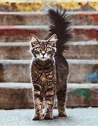 Image result for Cat Tail Hanging Down