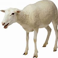 Image result for Lamb Vindaloo HD PNG