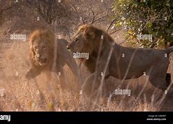 Image result for Lions Fighting Other Animals