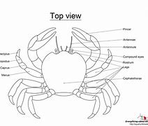 Image result for Blue Crab Anatomy Diagram