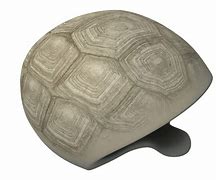 Image result for Turtle Shell Skeleton