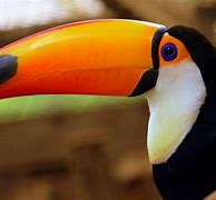 Image result for Toco Toucan Tongue