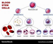 Image result for Blood Stem Cells