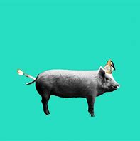 Image result for happy pig gif